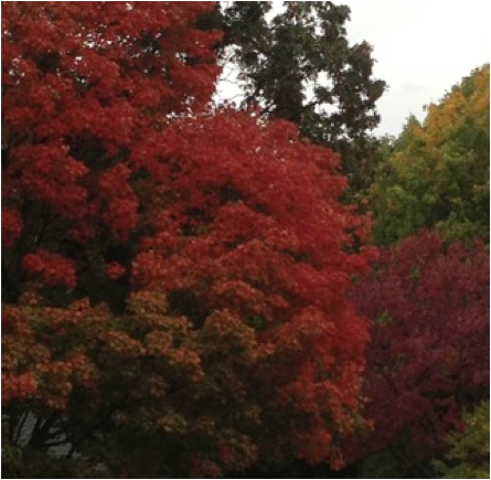 Fall Colors1.jpg