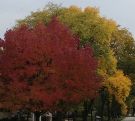 Fall Colors2.jpg